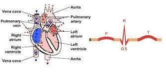 Advanced Echocardiography Workshop